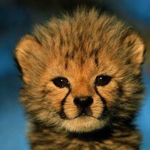 Meet your Posher, Thomas